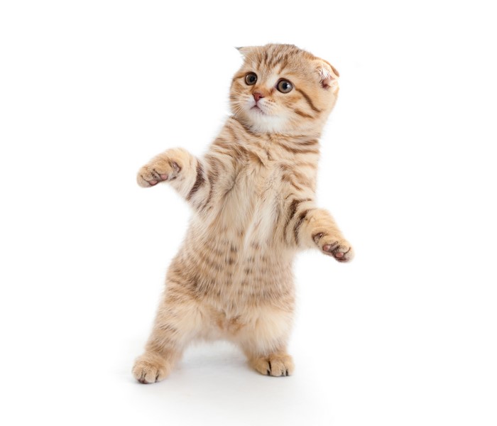 Scottish Fold kitten standing on hind legs