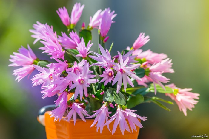 Pink Schlumbergera cactus flowers in an orange pot