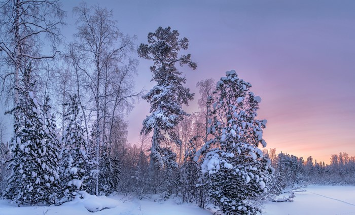 Snow-covered forest at sunrise with pastel sky