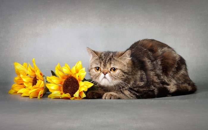 Exotic Shorthair cat with sunflowers