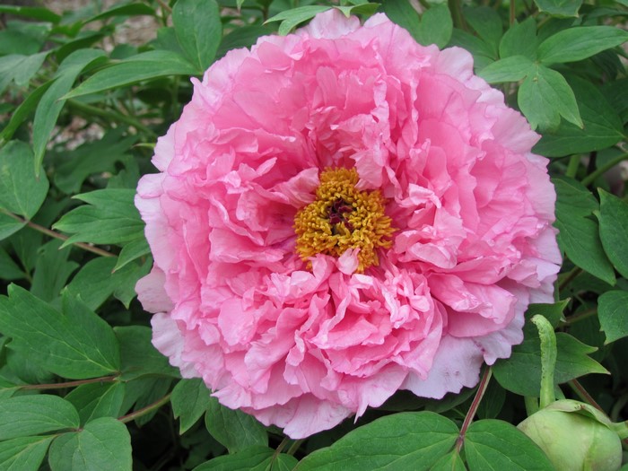 Pink Chinese Tree Peony Flower with Green Leaves