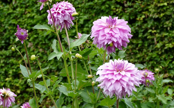 Pink Dahlias and buds in a garden