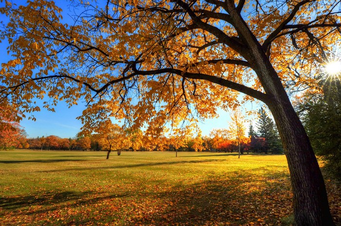 Autumn park with trees and fallen leaves