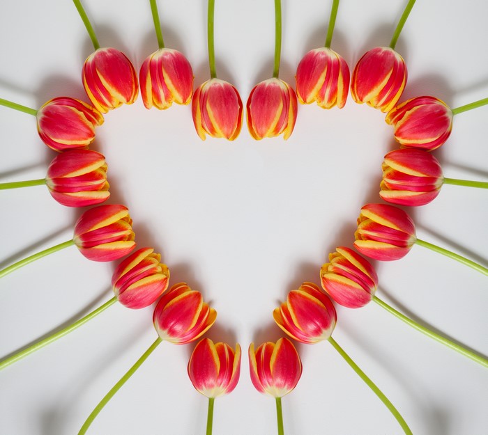 Tulips arranged in a heart shape