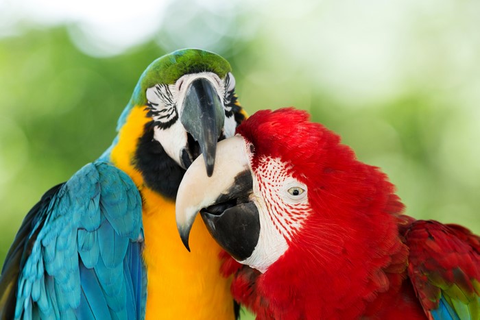 Two Macaw Parrots Close Up