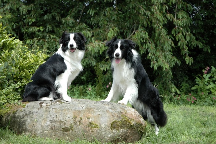 Two Border Collies on a Large Stone Outdoors