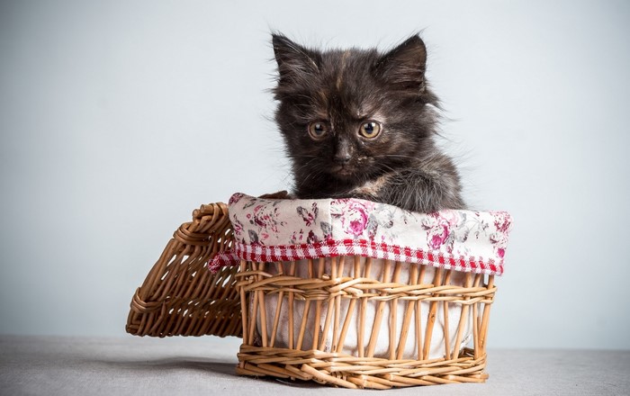 Tortoiseshell kitten in a wicker basket
