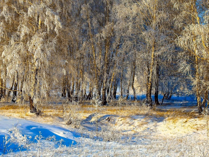 Winter forest with snow-covered trees in Russia