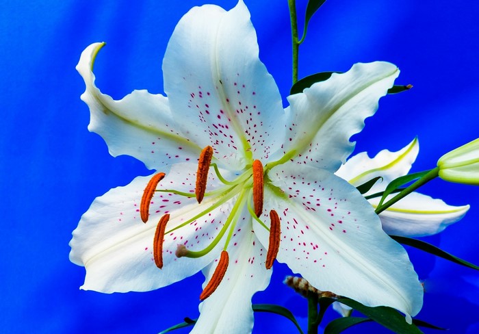 White lily with pink spots on blue background