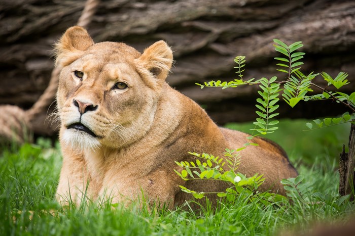 Lioness lying in grass