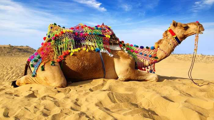 Camel decorated with colorful tassels in the desert