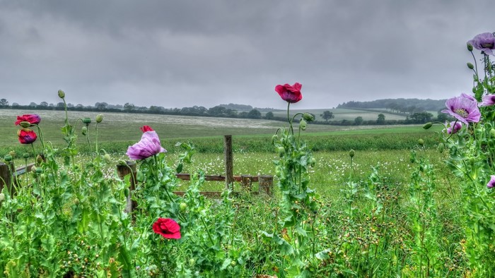 Field of Poppies Under a Cloudy Sky