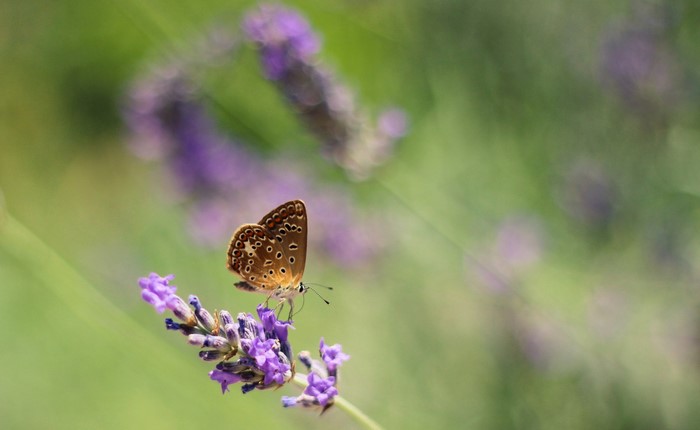 Brown butterfly on lavender flower