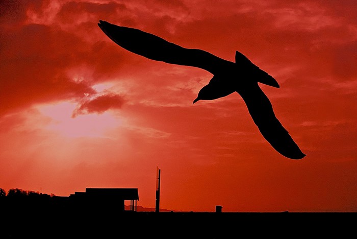 Silhouette of a seagull flying against a red sunset sky