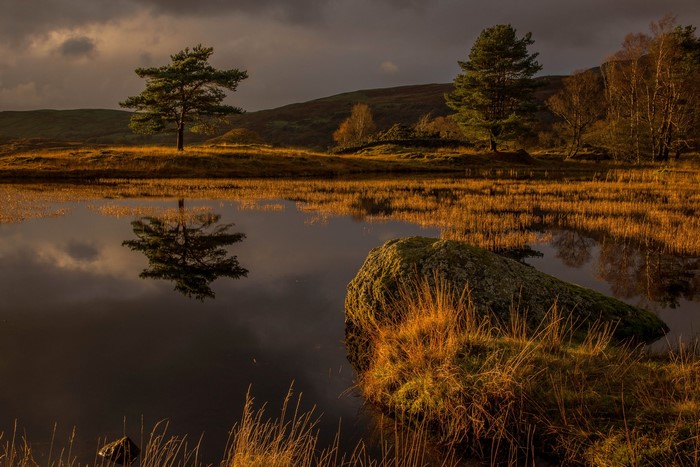Tree reflected in a lake with a large stone