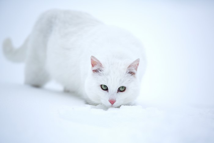 White cat in the snow