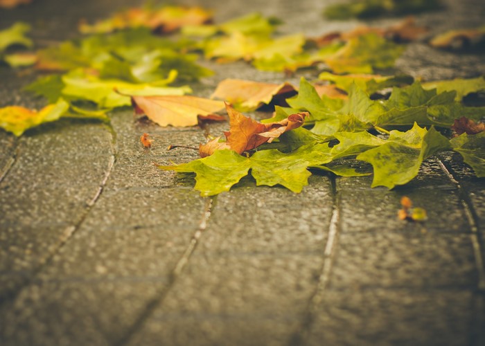 Wet Maple Leaves on Pavement