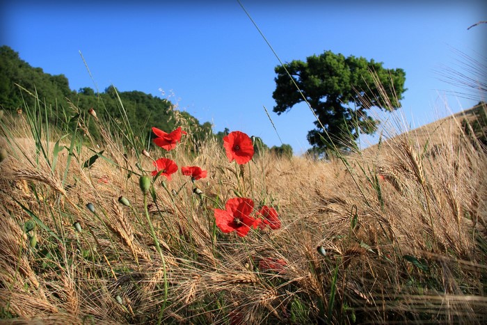 Red Poppies in a Wheat Field