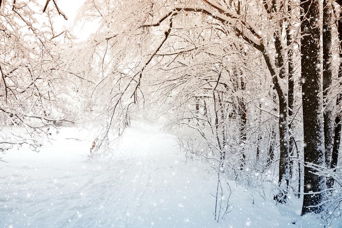 Snowy forest path with falling snow