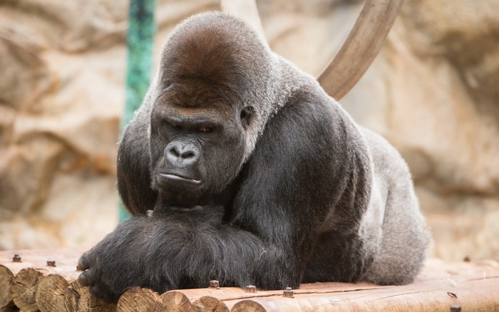 A large silverback gorilla rests on logs
