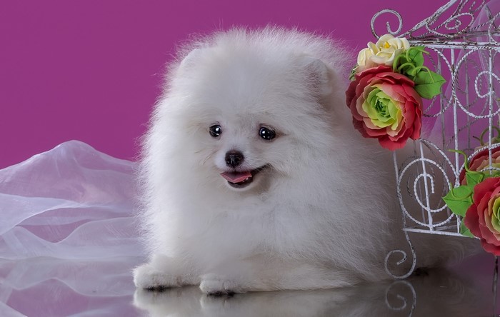 White Pomeranian dog with flowers and cage