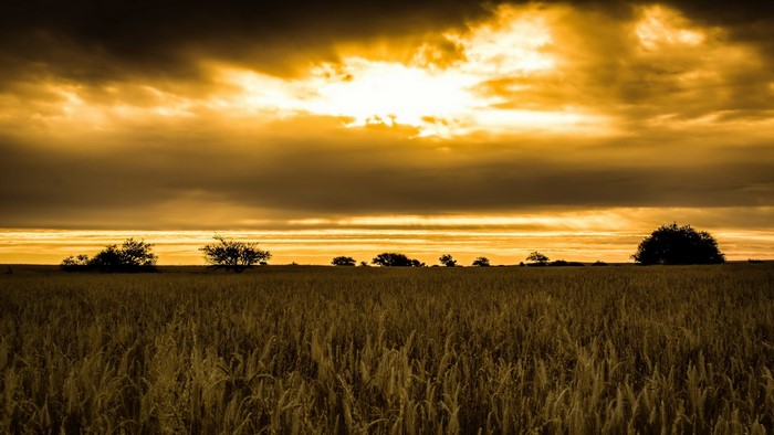 Wheat field at sunset with dramatic clouds