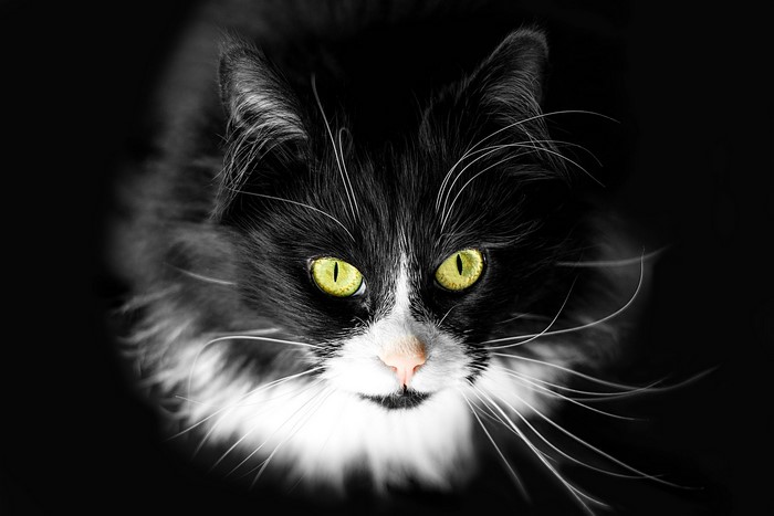 Close-up of a black and white cat with green eyes