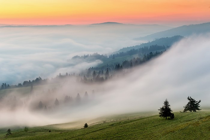 Misty Mountains at Sunrise with Evergreen Forests