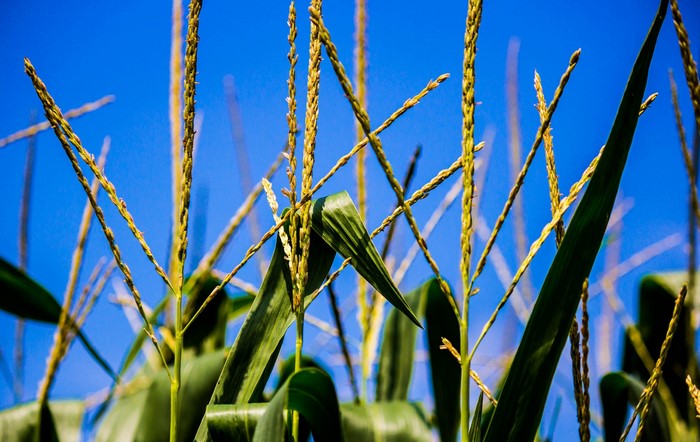 Corn stalks against a blue sky
