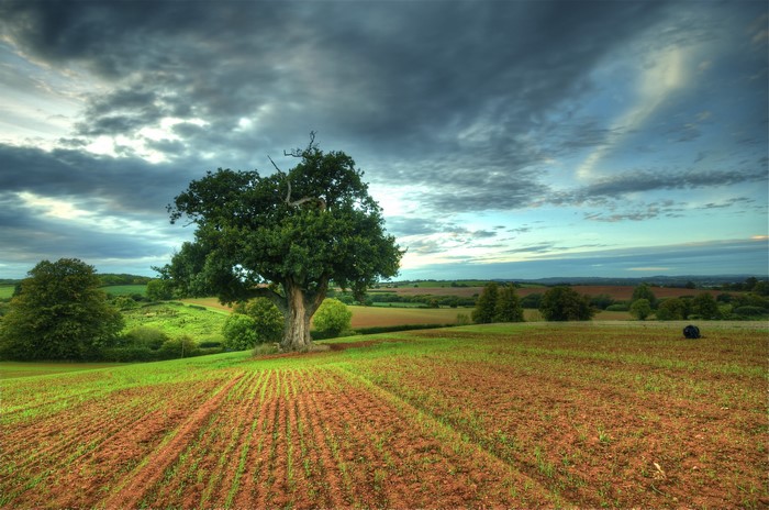 Fields and Trees Under Cloudy Sky