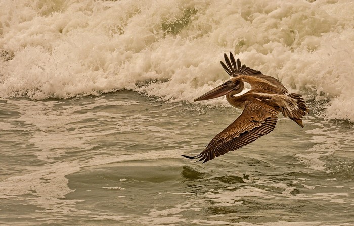 Brown Pelican flying over ocean waves