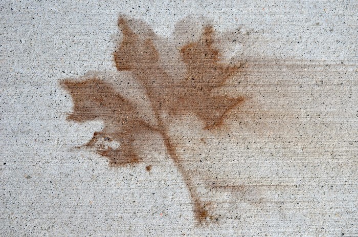 Maple leaf imprint on concrete texture