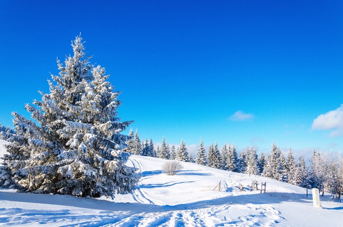 Snowy spruce trees under a bright blue sky