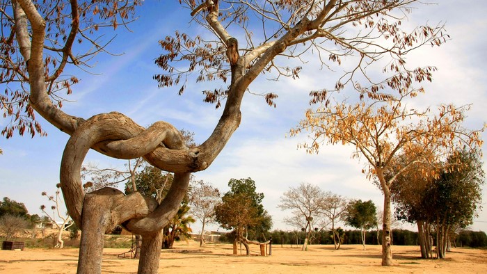Twisted tree in a park with blue sky