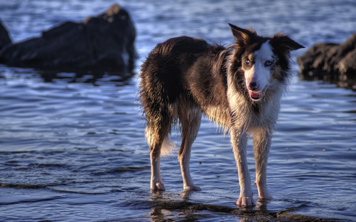 A wet border collie stands in shallow water
