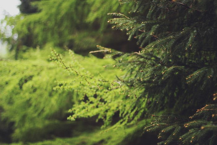 Close-up of Spruce Branches