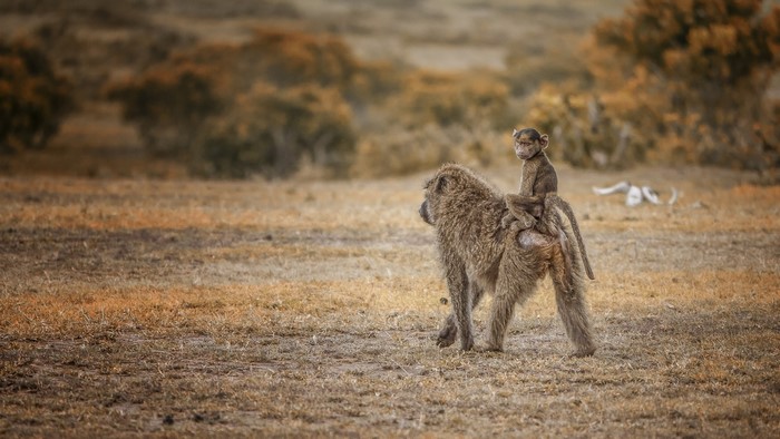 Baboon and cub in Maasai Mara, Kenya