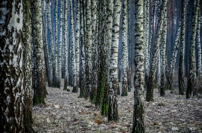 Birch forest with a path on the ground