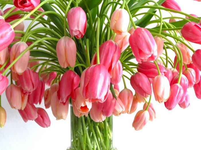 Pink and red tulips in a vase