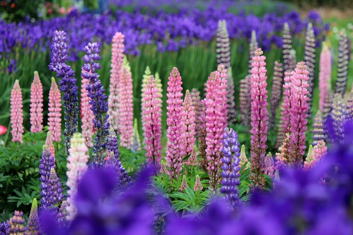 Field of colorful lupine flowers