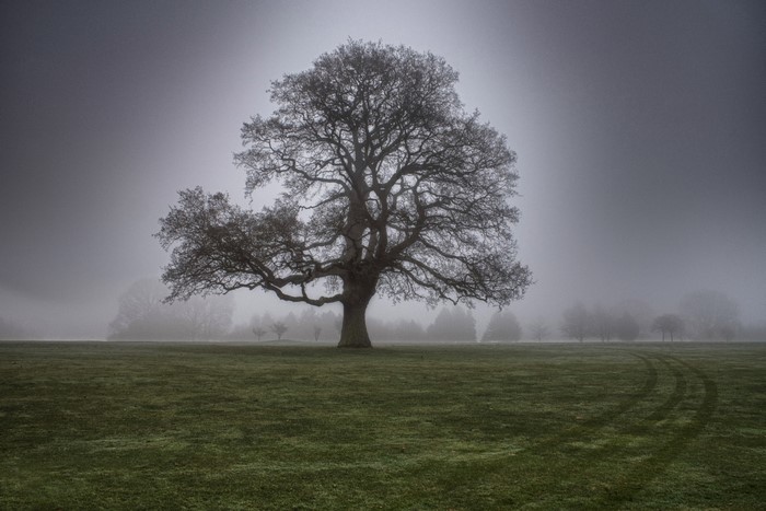 Misty field with a large oak tree