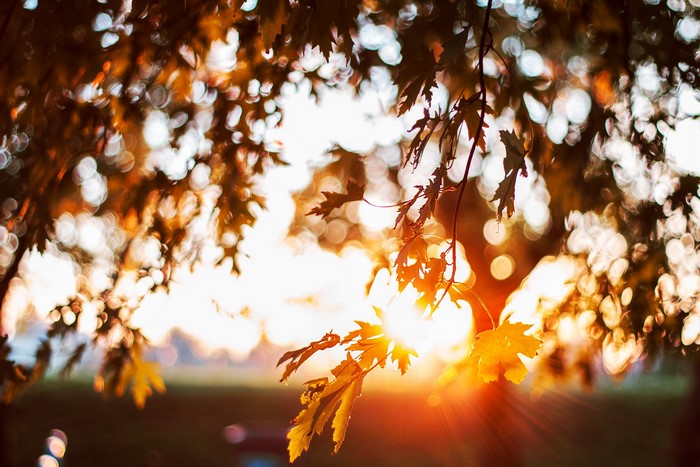 Autumn leaves backlit by the sun
