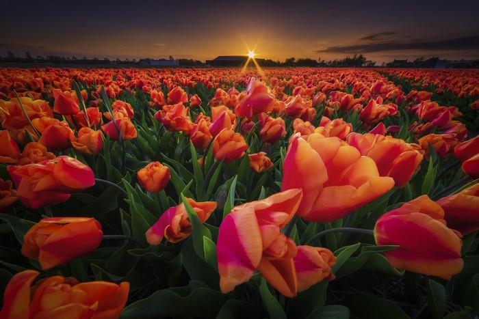 Field of orange tulips at sunset