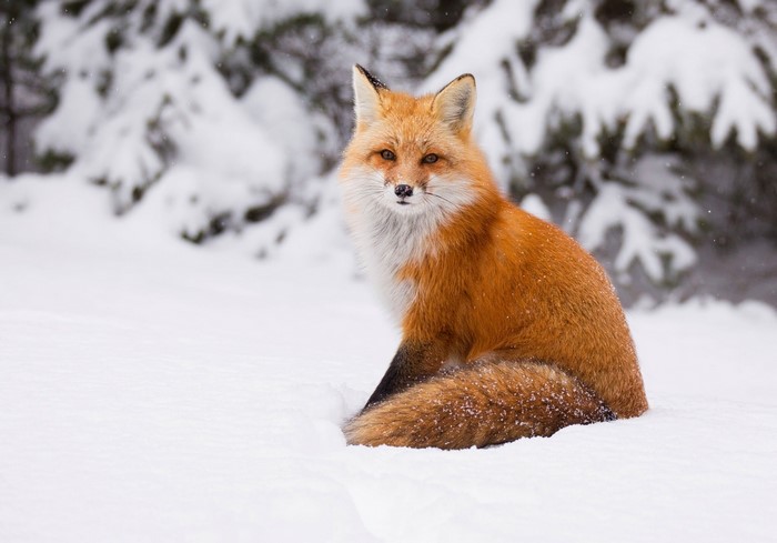 Red fox sitting in the snow