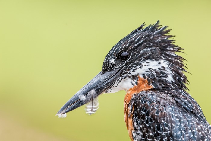 Close-up of a Giant Kingfisher with feathers on its beak