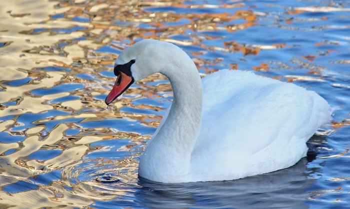 White swan swimming in water with reflections