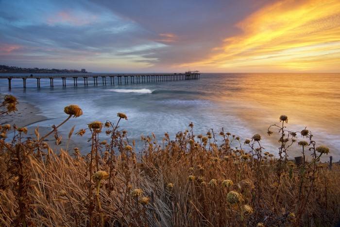 Ocean pier at sunset with dry flowers in foreground