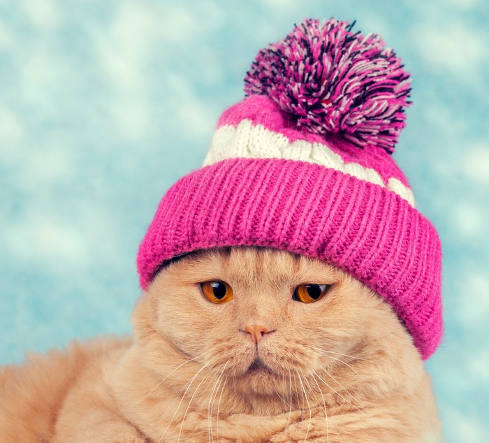 Cat wearing a pink and white winter hat