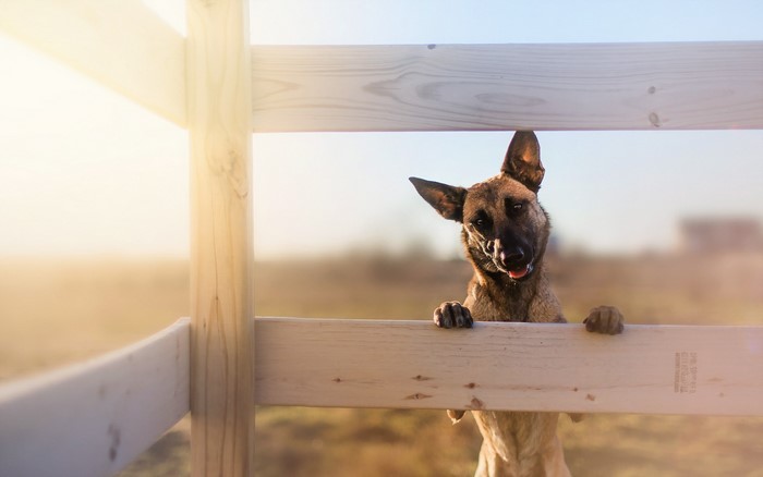 Belgian Malinois dog peeking over a wooden fence