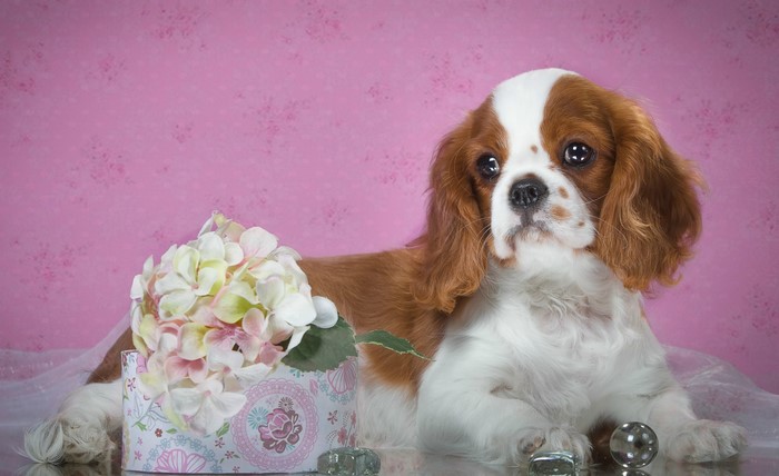 Cavalier King Charles Spaniel puppy with flowers